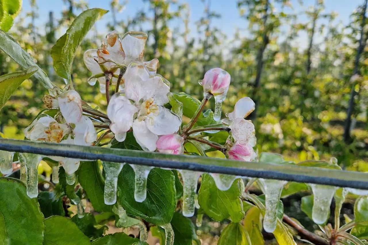 Mroźne kwiaty jabłoni w sadzie. Wiosenne przymrozki to ważne aktualności sadownicze, kt&oacute;re mogą wpłynąć na przyszłe plony.