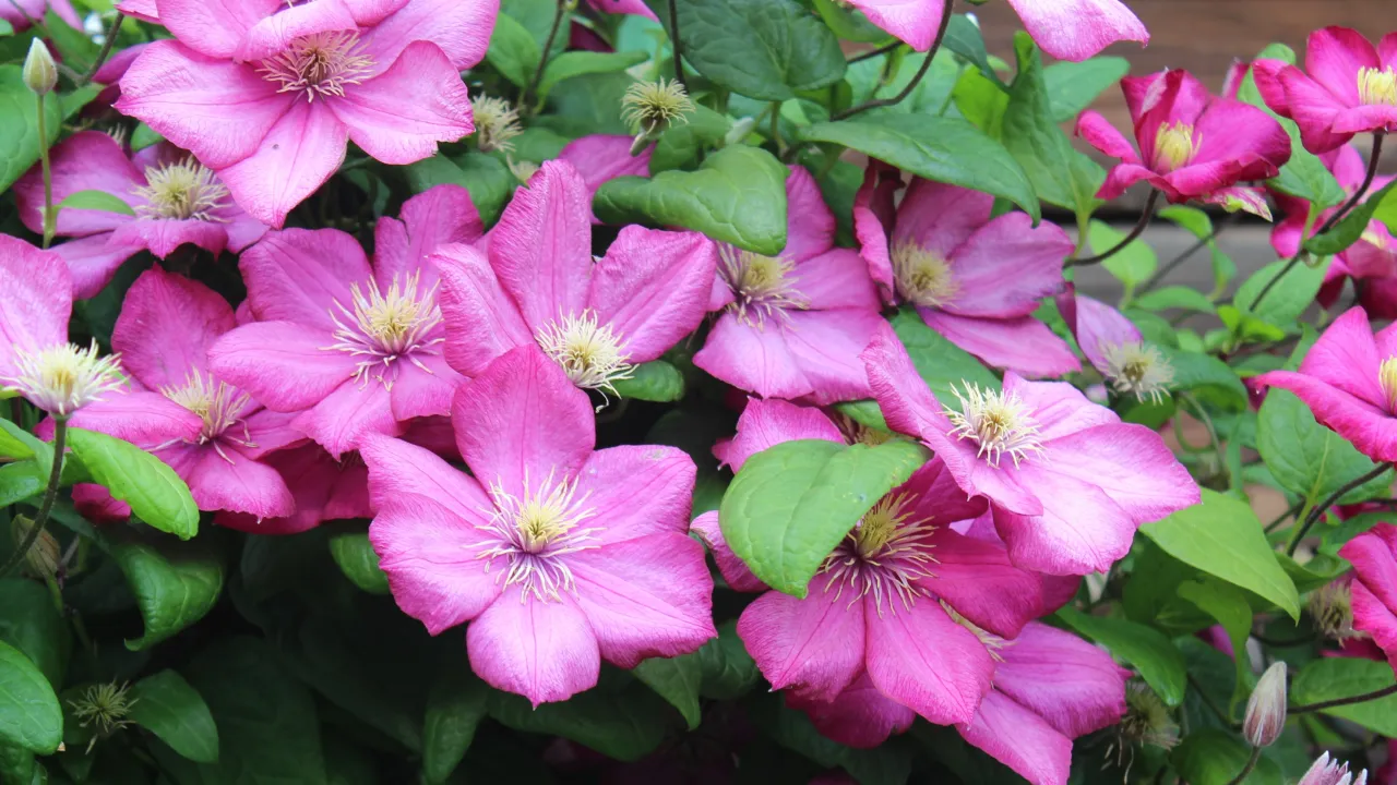 Kalendarz nawożenia clematis&oacute;w w ogrodzie