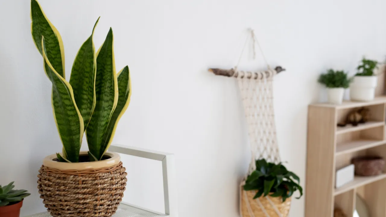 Rośliny do łazienki bez okna kolaż