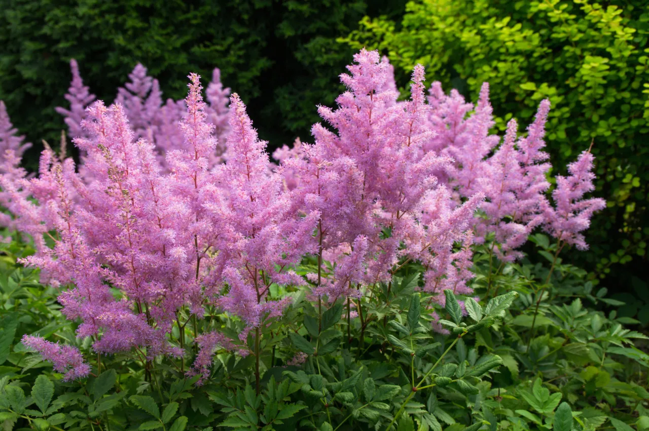 Tawułki Astilbe w ogrodzie