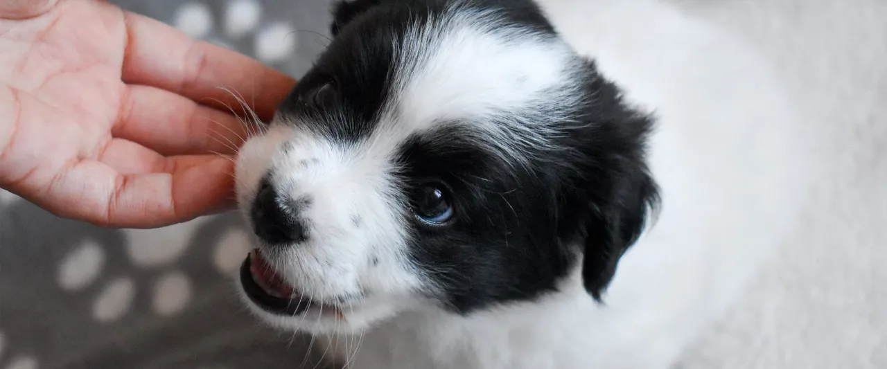 Uroczy szczeniak z czarno-białą sierścią, któremu wypadają zęby, delikatnie gryzie palec.