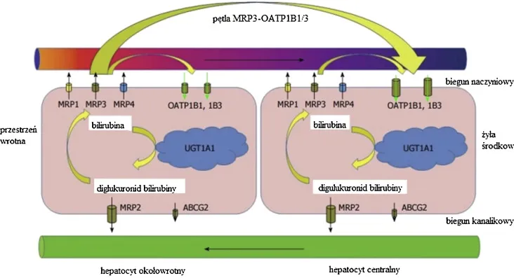 bilirubina metabolizm schemat
