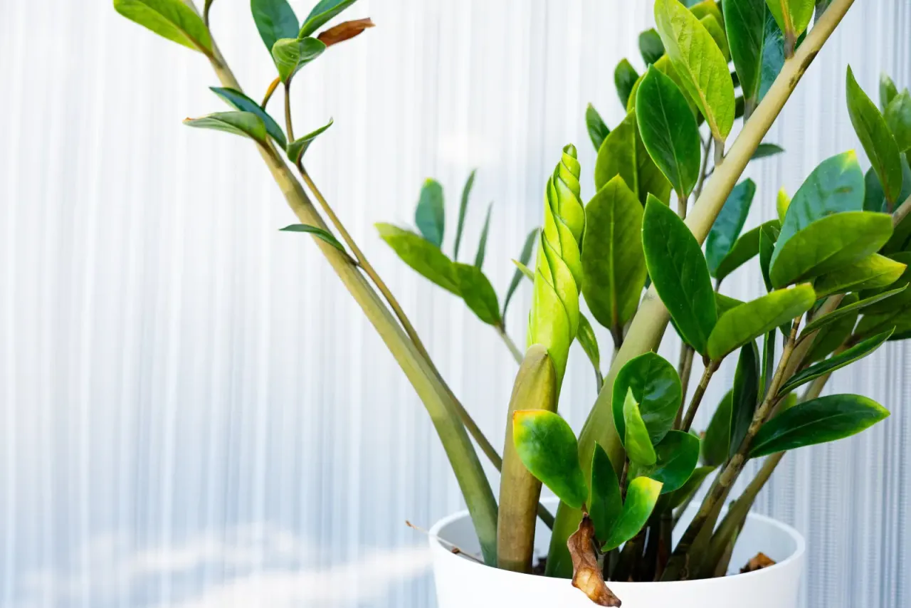 doniczka zamiokulkas terakota ceramika plastik