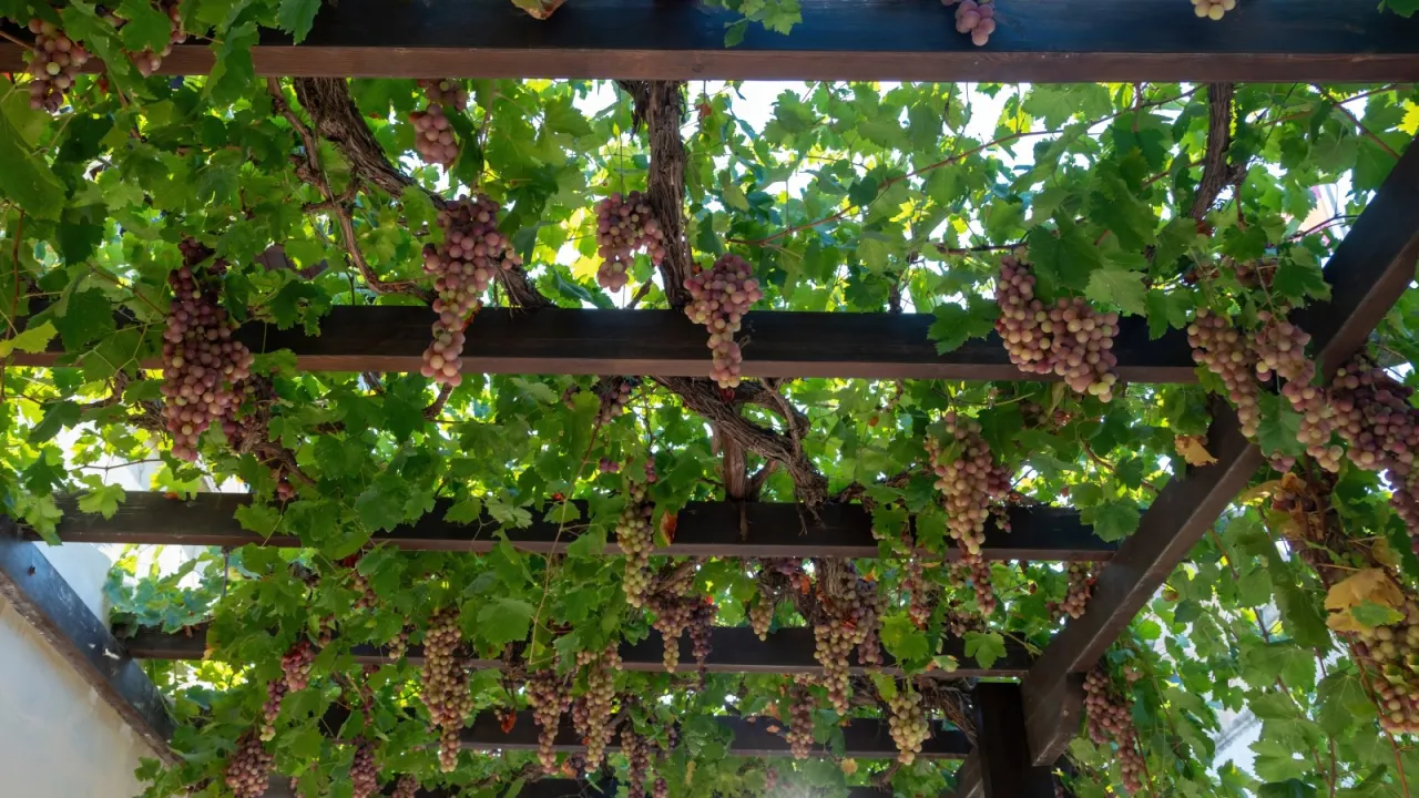 Pergola na winogron z obfitymi kiściami owoc&oacute;w. Idealne miejsce do relaksu, inspiracja, jak zrobić pergolę na winogron.