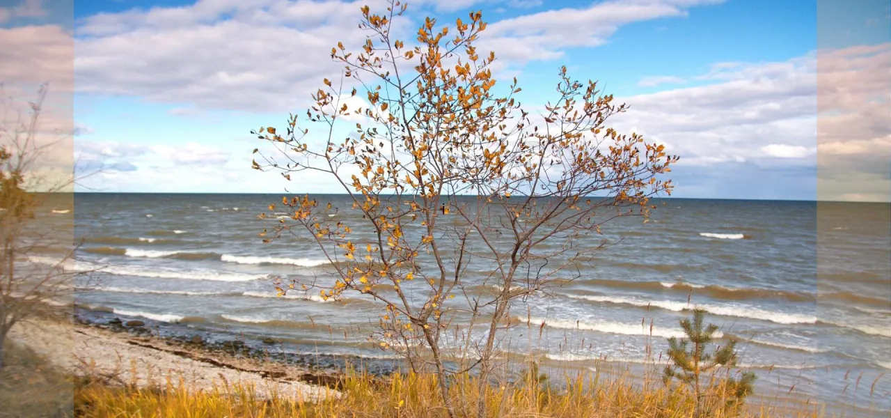 Jesienne liście na drzewie nad wzburzonym morzem. Czy nad każdym morzem jest jod? Woda i niebo tworzą malowniczy krajobraz.