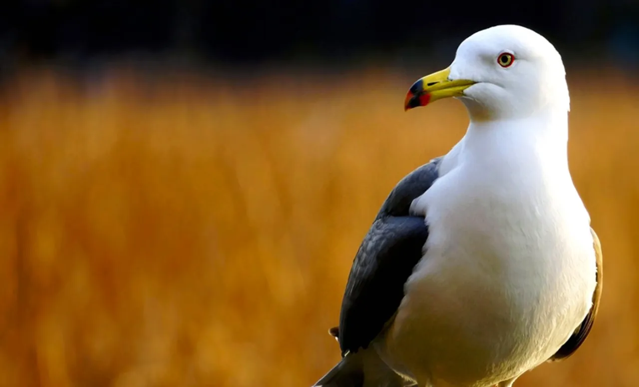 przykłady zdjęć z obiektywu sony 55-210 dzika natura