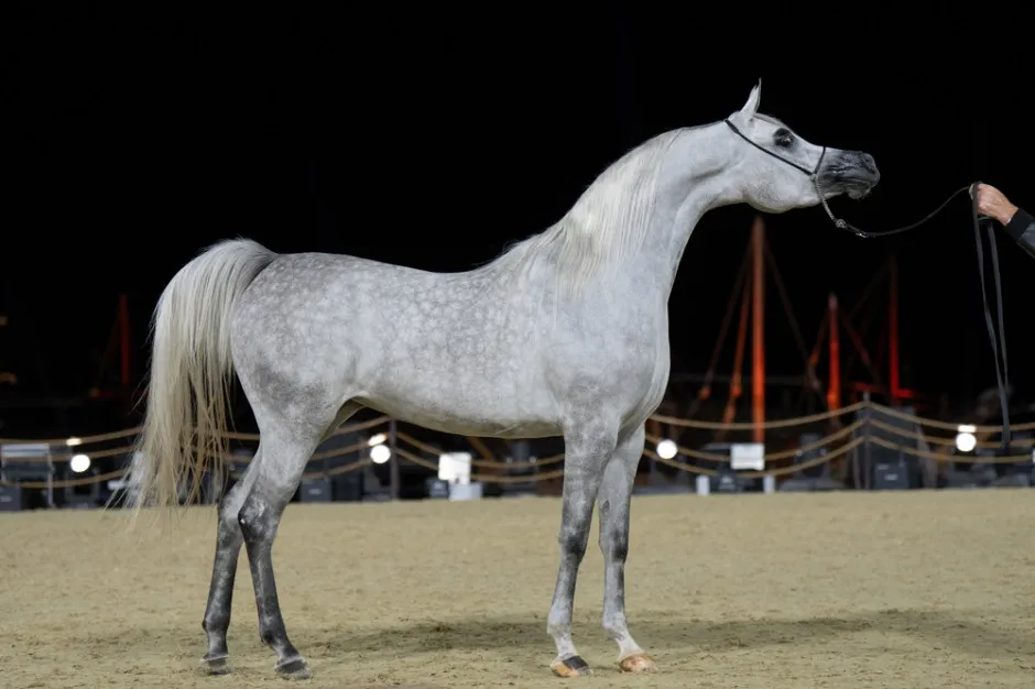 Aukcja koni arabskich Pride of Poland