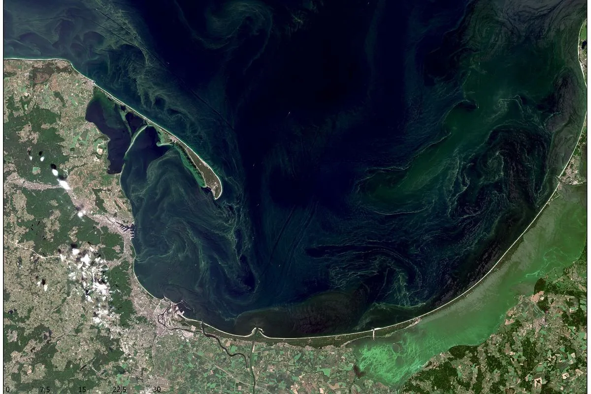 Zakwit sinic Bałtyk