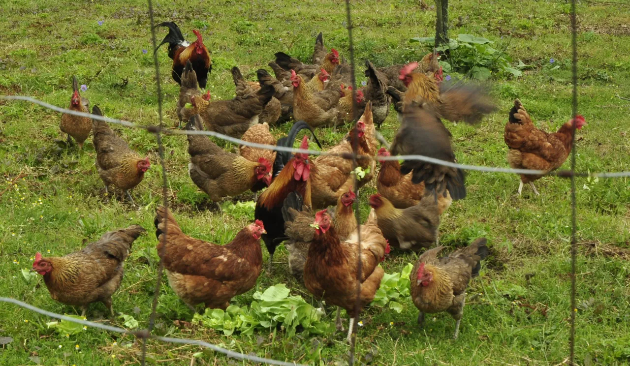 Zdrowe kury na zielonym wybiegu