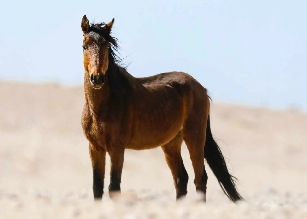 Etapy życia konia wiek