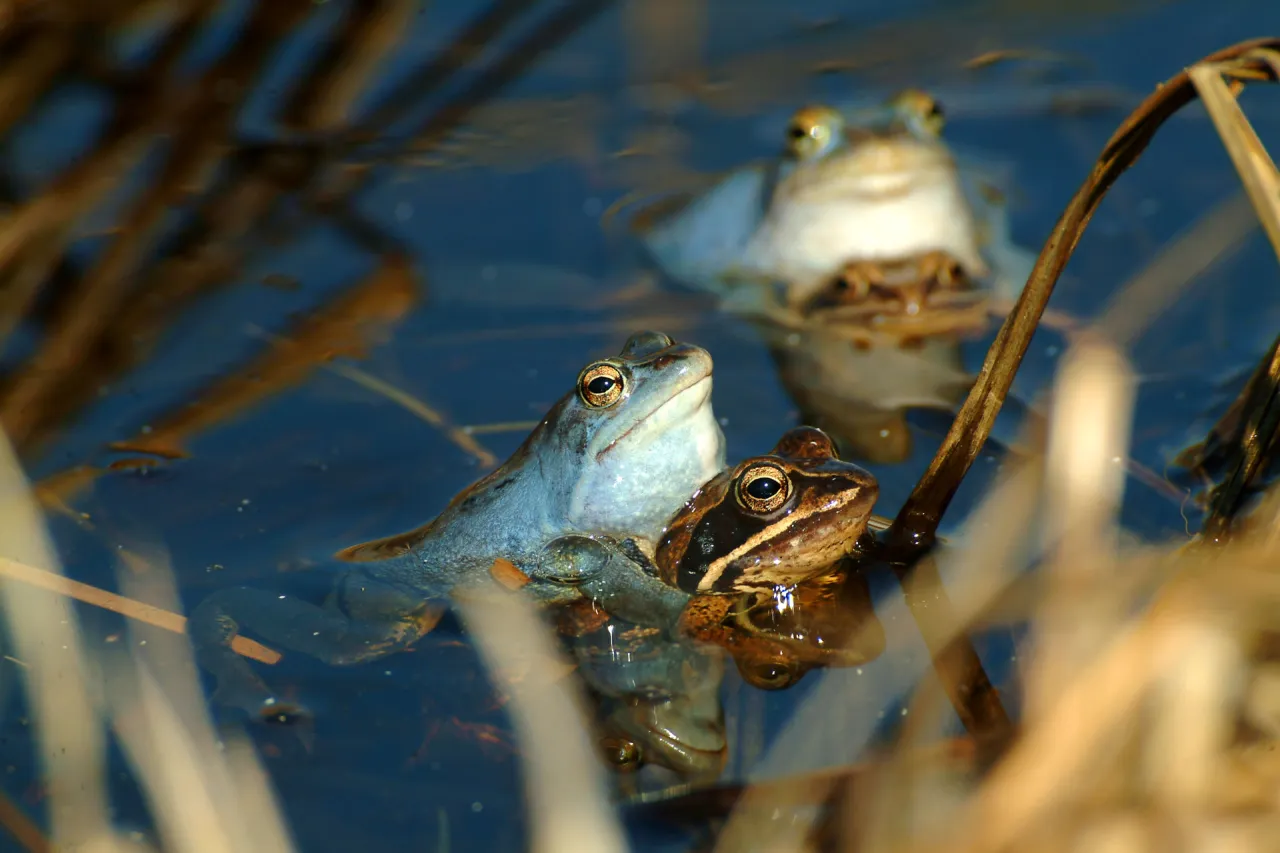 żaby w godach wiosną