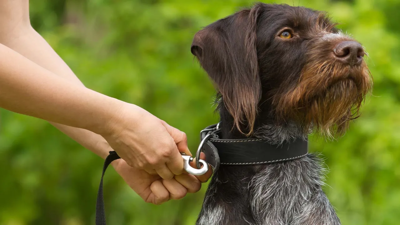 Właściciel sprawdza ulotkę obroży dla psa