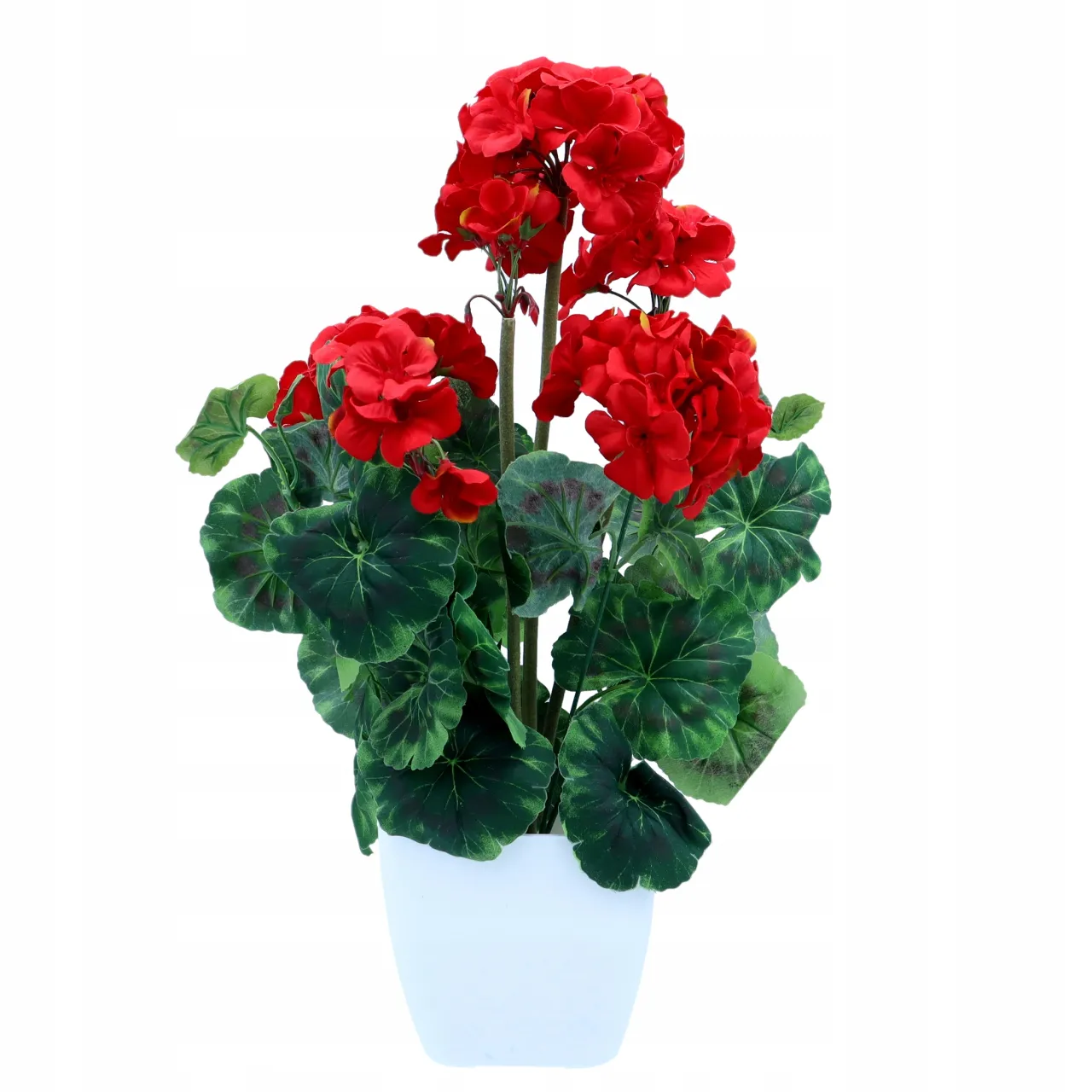 Zdjęcie Jakie doniczki do pelargonii zapewnią zdrowy wzrost roślin?