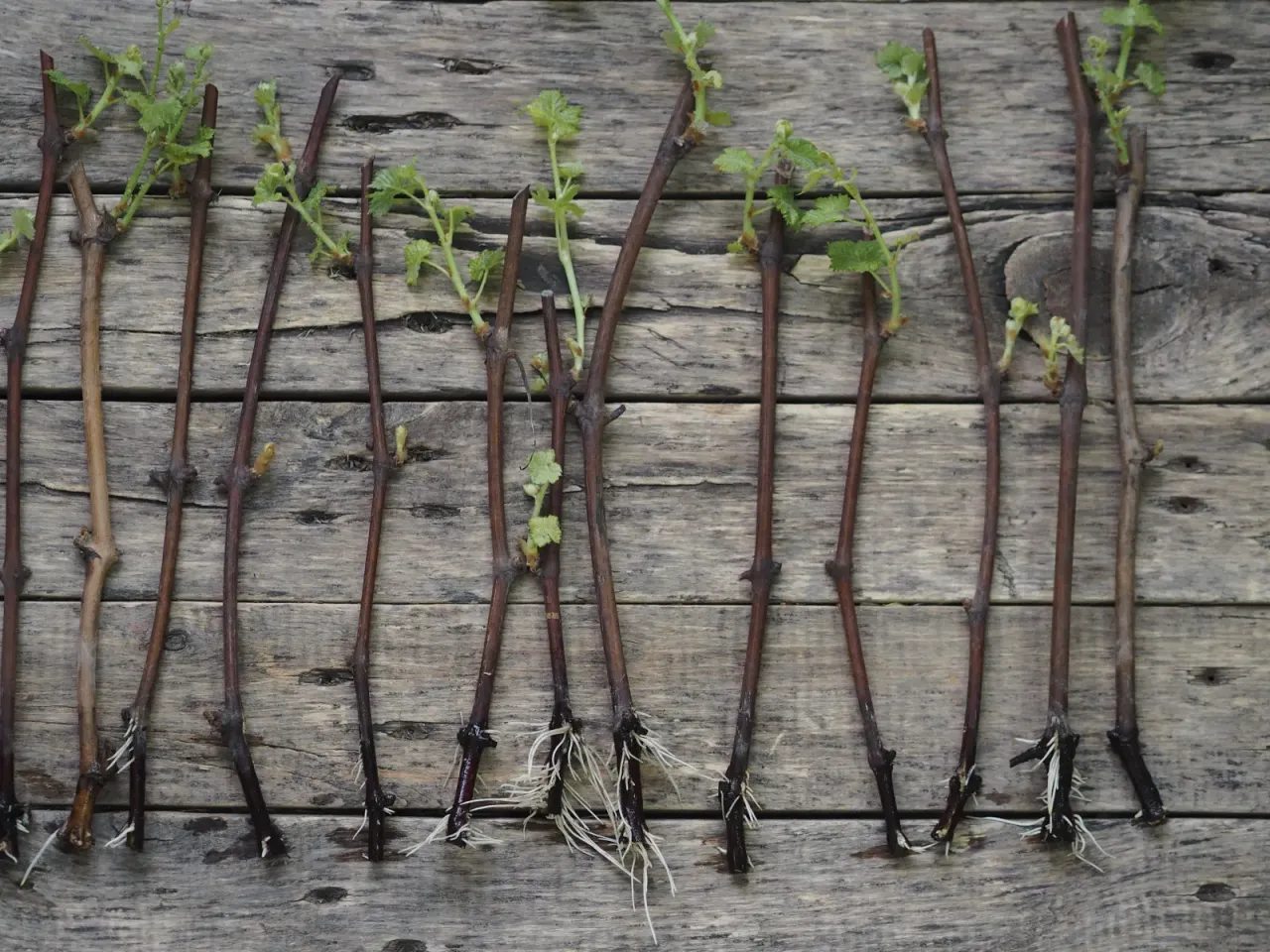 Sadzonki winorośli z korzeniami i młodymi listkami, gotowe do sadzenia. Dowiedz się, jak przycinać winorośl, by uzyskać takie sadzonki.