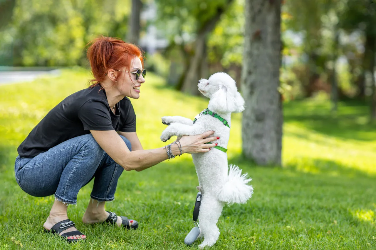 Ruda kobieta w okularach bawi się z białym pudelkiem na trawie. To idealny moment, kiedy szczeniak może mieć kontakt z innymi psami.