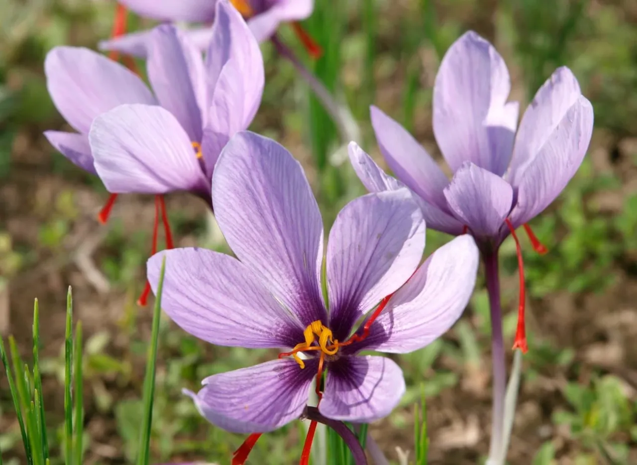 r&oacute;żne odmiany krokus&oacute;w wiosennych i jesiennych