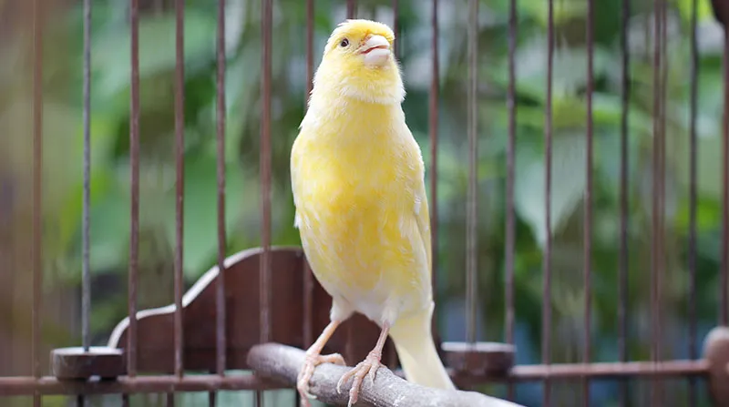 śpiewający kanarek samiec