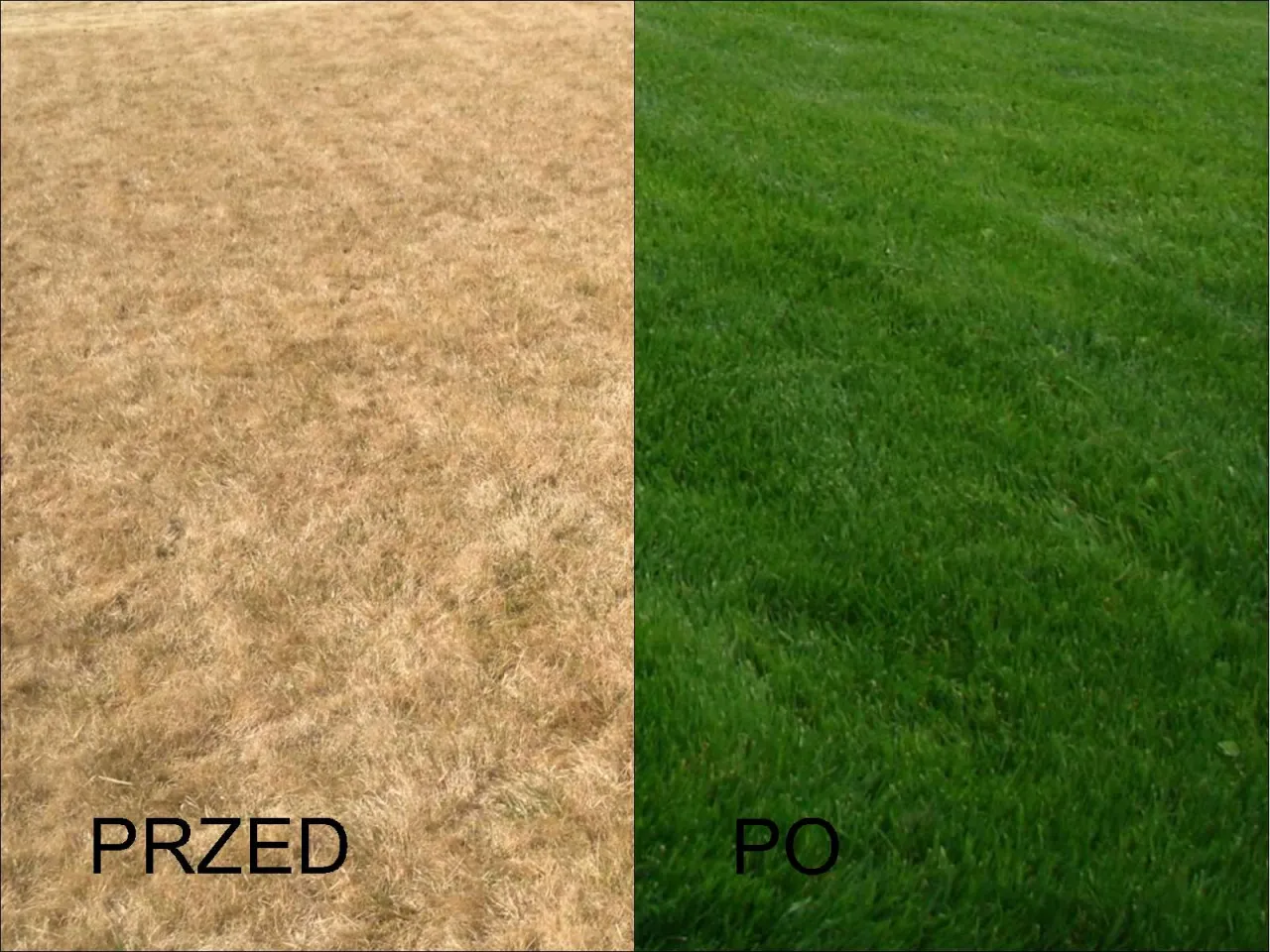 trawnik przed i po wertykulacji