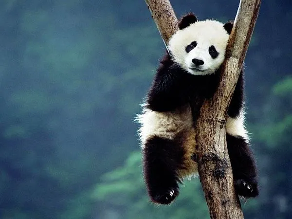 Panda wielka w naturalnym środowisku Chiny Syczuan