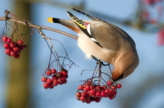 Jemiołuszka na jarzębinie, Gil samiec na śniegu, Czeczotka na brzozie, Myszołów włochaty w locie, Śnieguła na polu