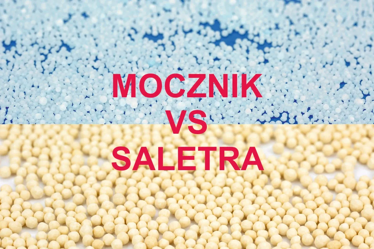 Porównanie mocznika i saletry do trawnika