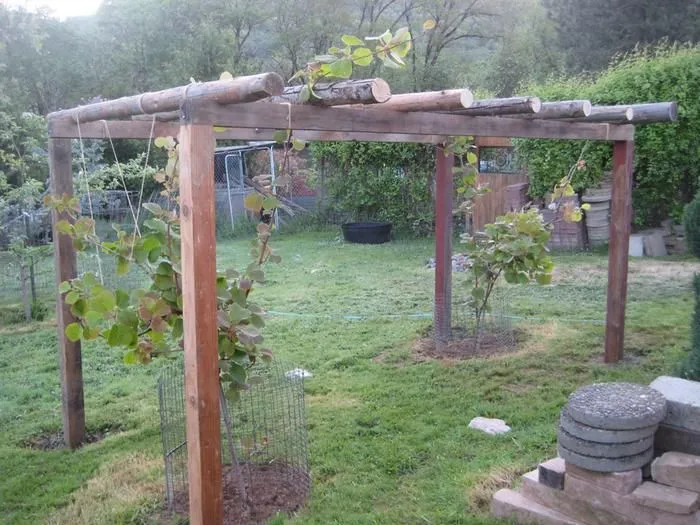 pergola trejaż szpaler dla mini kiwi