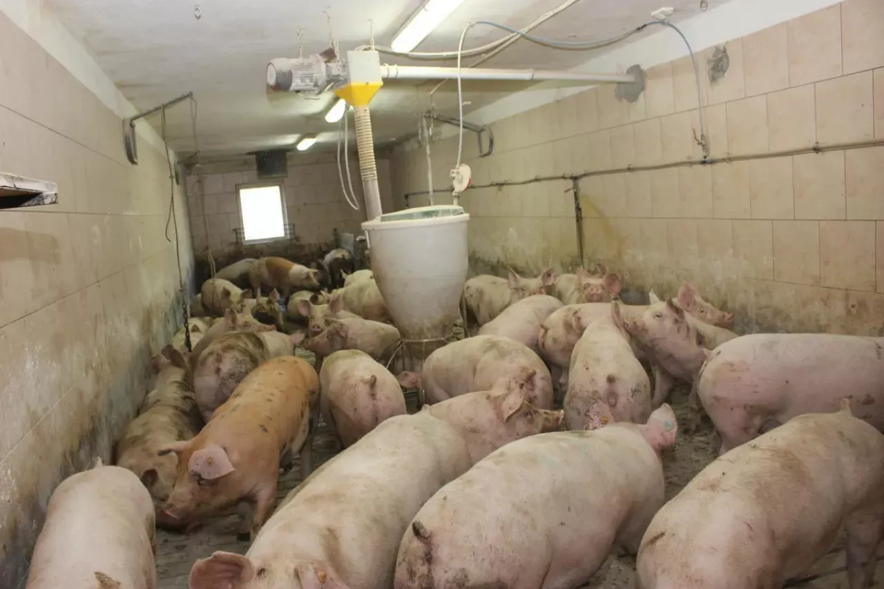 Stado różowych i łaciatych świń w chlewie, przy karmidle. Zastanawiasz się, ile rośnie świnia?