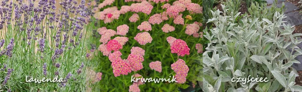 Ogr&oacute;d na działce rekreacyjnej odporny na suszę, kwitnące byliny