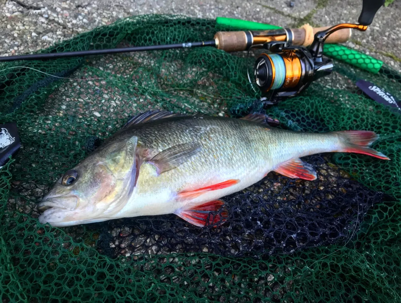 Oto piękny okoń złowiony na spinning. Dobry kołowrotek do spinningu to podstawa udanych połow&oacute;w.