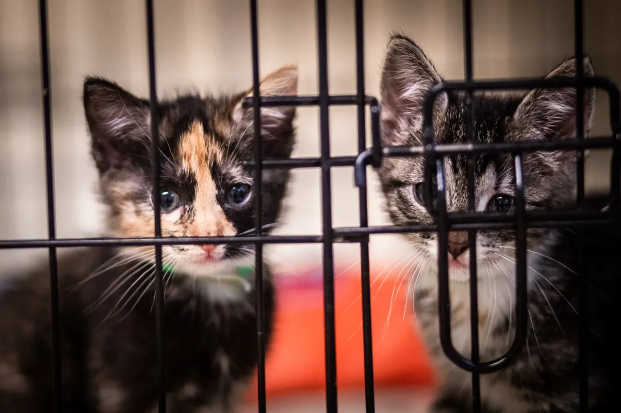 Kocięta bawiące się z matką kotką