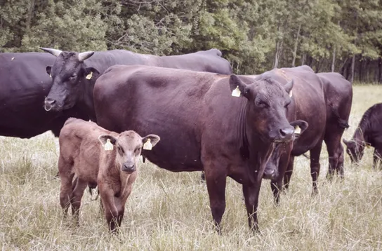 Polska hodowla bydła wagyu