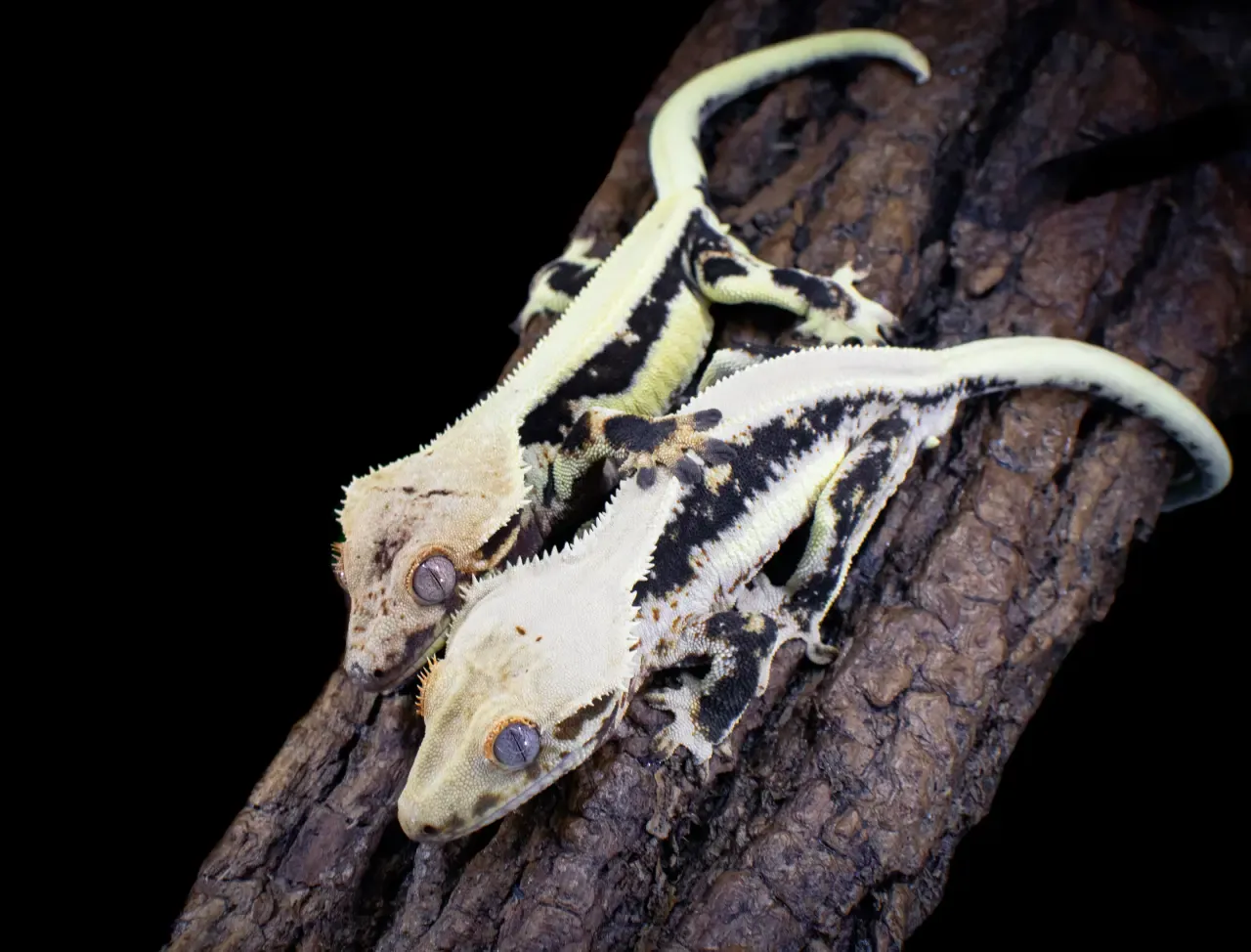 Gekon w naturalnym środowisku