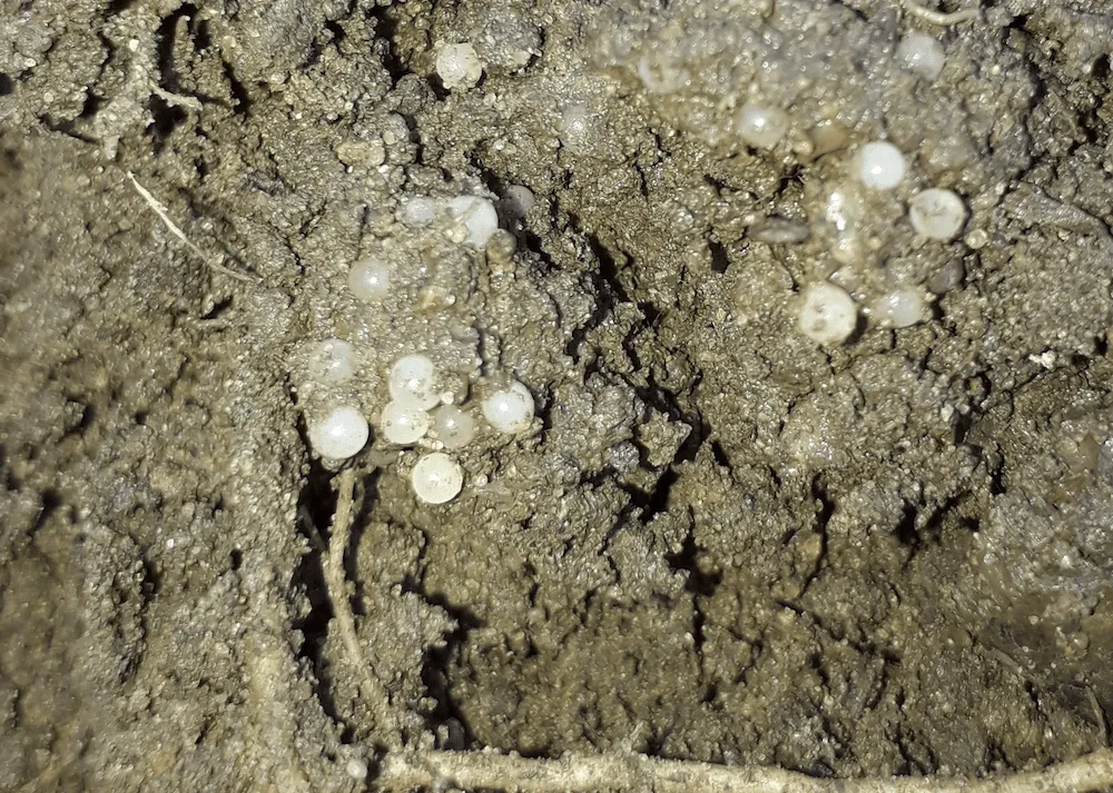 Jaja ślimaka ogrodowego