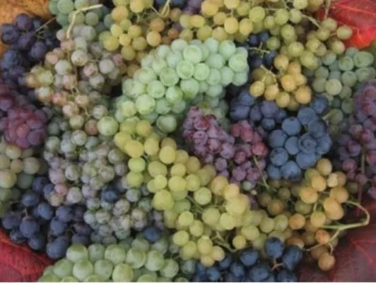 r&oacute;żne odmiany winogron do soku