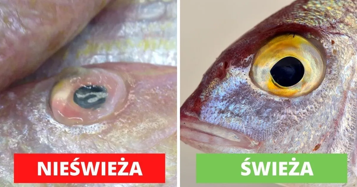 jak rozpoznać świeżą rybę oczy skrzela