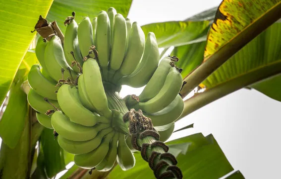 Zdjęcie bananowca z owocami, pokazujące jego pień i liście