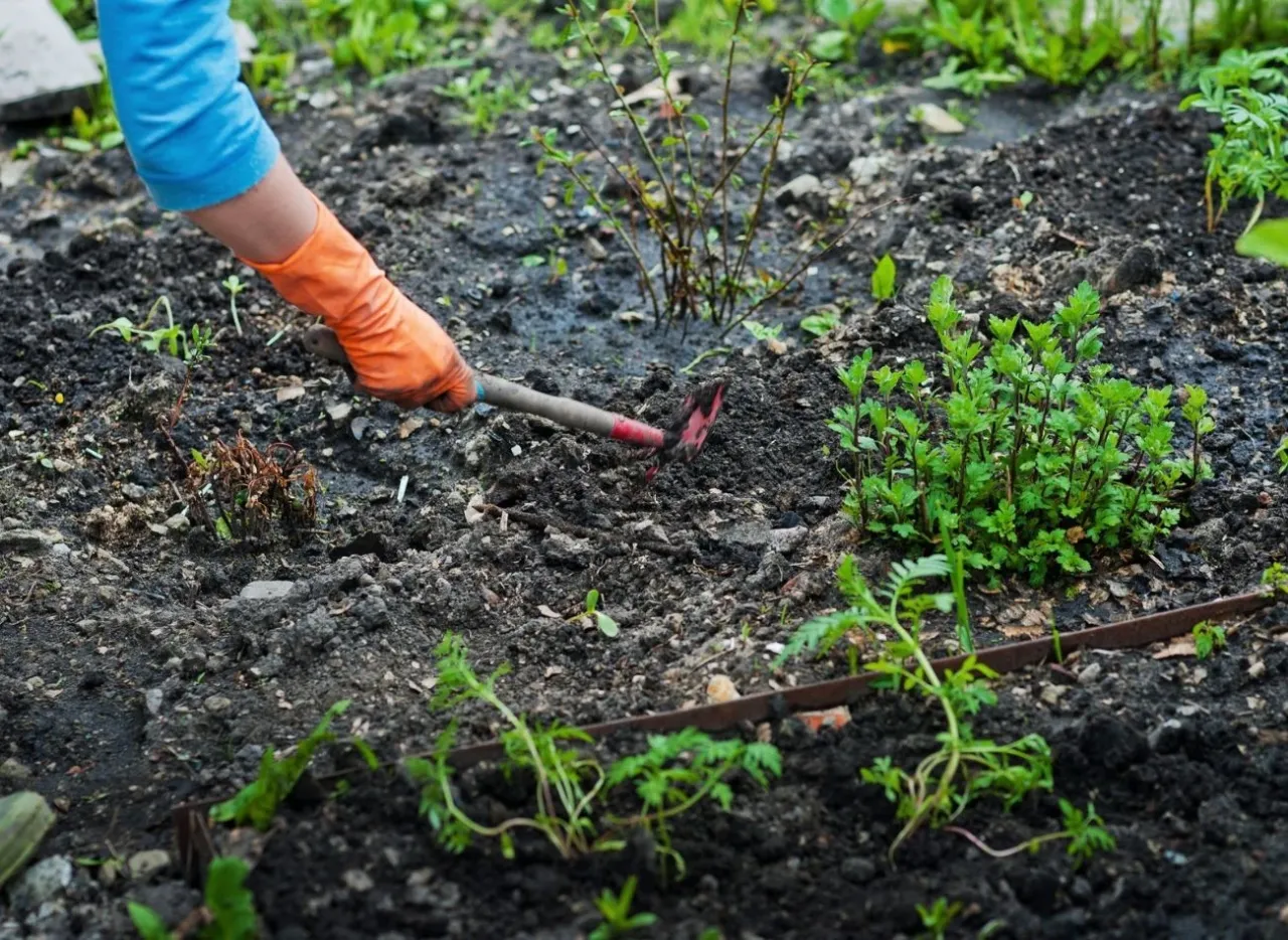 Ręka w pomarańczowej rękawiczce spulchnia ziemię motyczką, przygotowując ją do sadzenia. To pierwszy krok, jak odkwasić glebę.