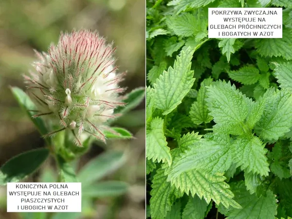 chwasty polne do zielnika