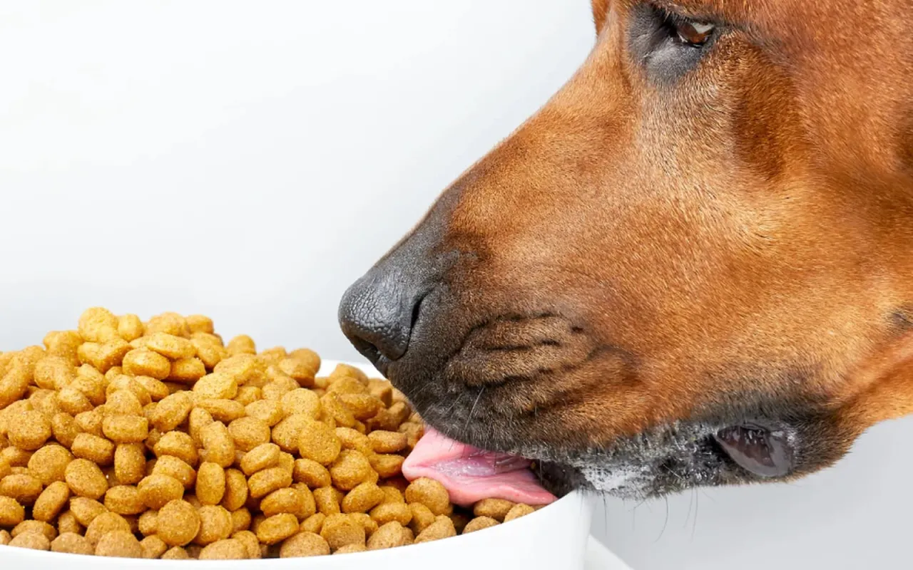 Pies jedzący suchą karmę