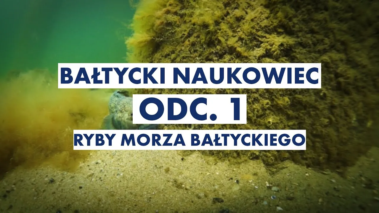 Zdjęcie Jakie ryby pływają w Bałtyku? Odkryj zaskakujące gatunki!