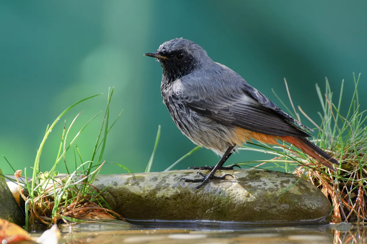 symbolika ptak&oacute;w w domu