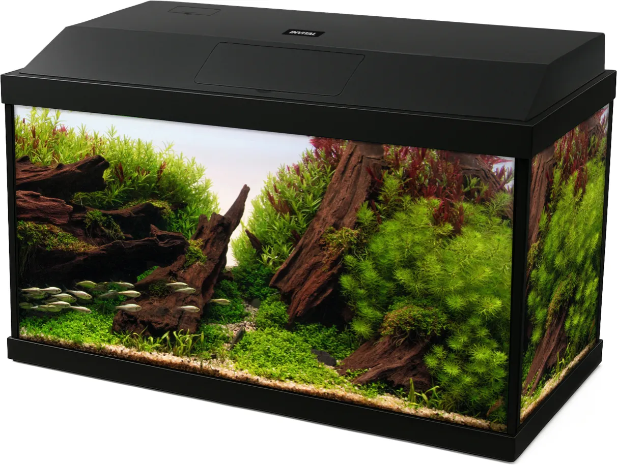 Małe akwarium 25l z rybami i roślinami