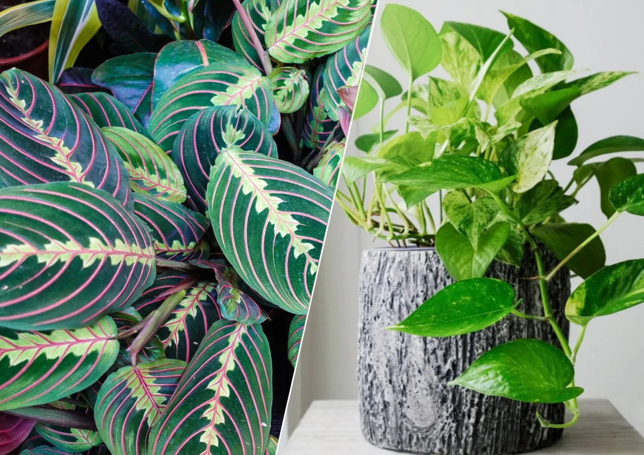 rośliny doniczkowe do cienia aranżacja wnętrz