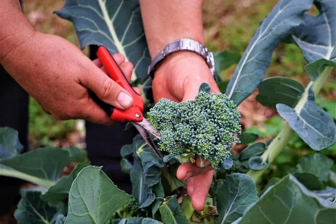Zdjęcie Jak uprawiać brokuły: skuteczne metody na zdrowe plony w ogrodzie