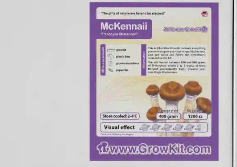 Zarodniki grzybów psylocybinowych pod mikroskopem