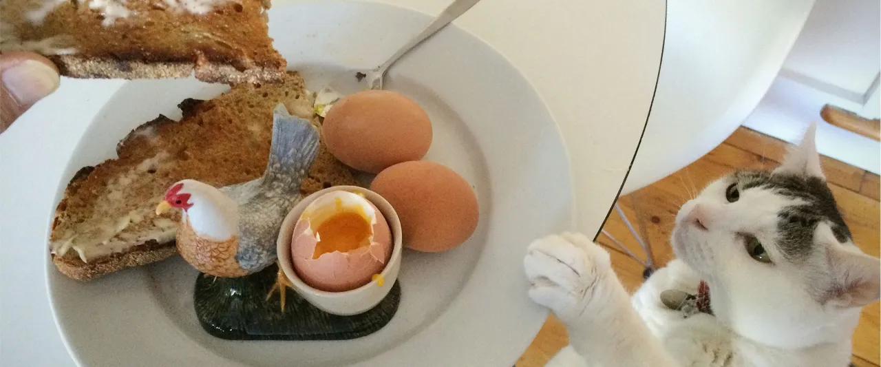 Kot z zainteresowaniem patrzy na talerz z jajkami na miękko i grzankami. Czy koty mogą jeść ż&oacute;łtko?