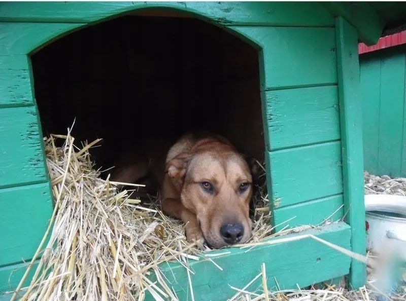 słoma żytnia dla psa w budzie
