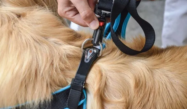 Szelki dla szczeniaka vs obroża