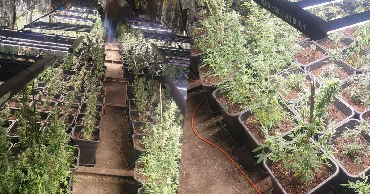 przechwycenie marihuany policja Polska