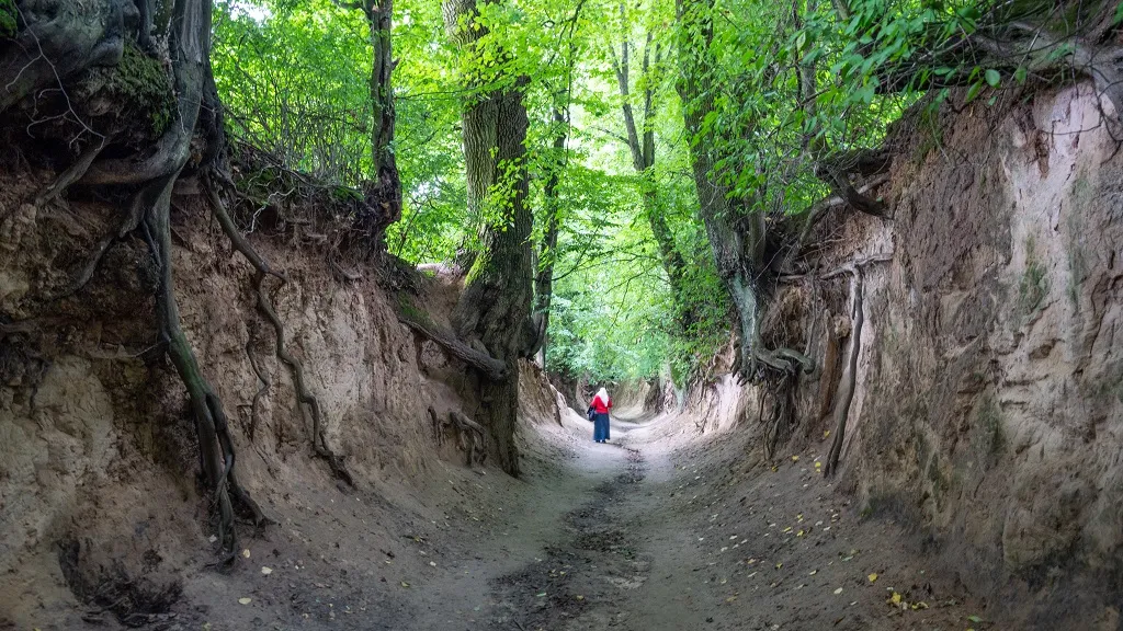 Korzeniowy Dół Kazimierz Dolny wąwóz lessowy